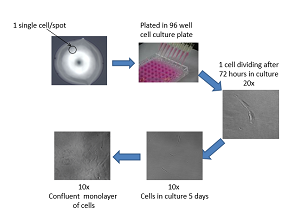 Poly-Pico Technologies Proof of Concept with REMEDI - Single Cell Stem Cell Images Slide Capture