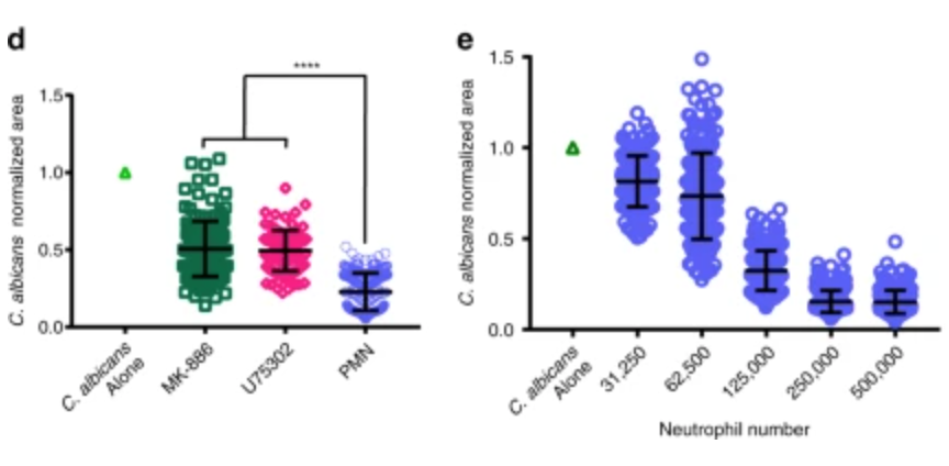 Recent research enabled by Polypico is revealing new insights about neutrophil infiltration and responses within tissues, such as the ability to contain clusters of live Candida.