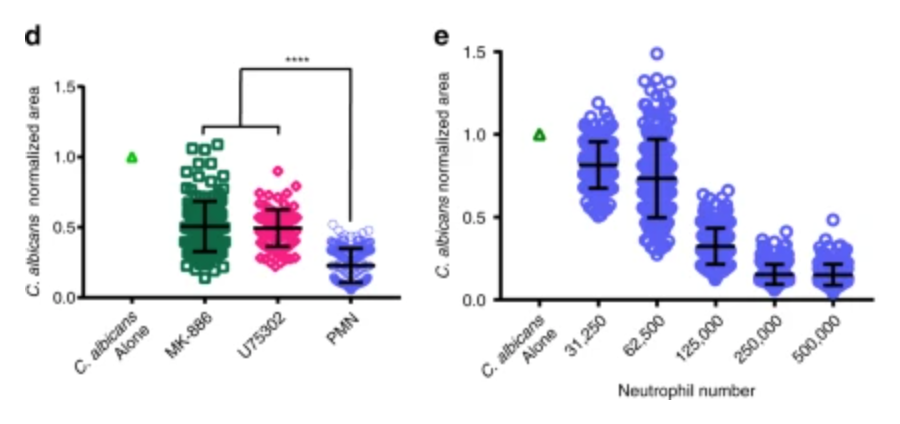 Recent research enabled by Polypico is revealing new insights about neutrophil infiltration and responses within tissues, such as the ability to contain clusters of live Candida.